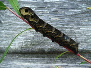 13th Sep 2015 - Elephant hawk moth caterpillar 