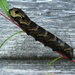 Elephant hawk moth caterpillar  by steveandkerry
