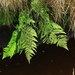 Fern by lifeat60degrees