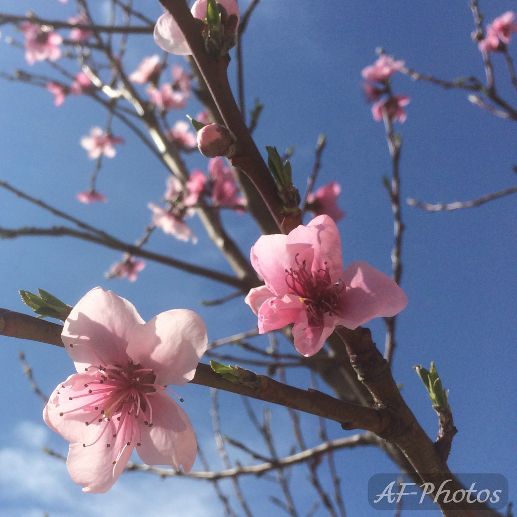 Cherry Blossom by alia_801