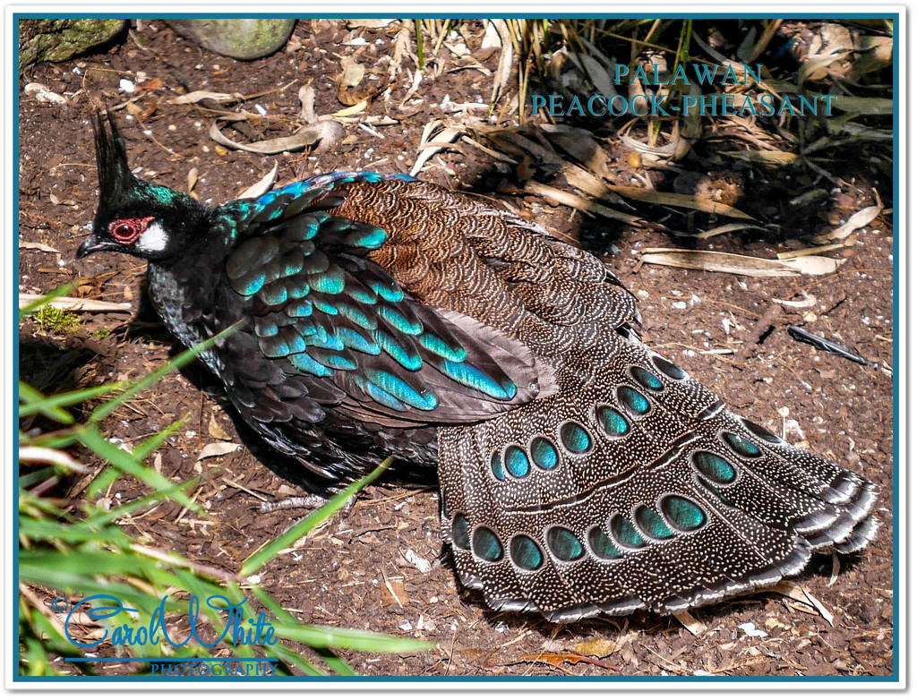 Palawan Peacock-Pheasant by carolmw