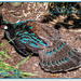 Palawan Peacock-Pheasant by carolmw