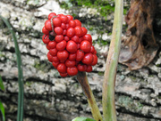 8th Sep 2015 - Jack-in-the-pulpit Berries Before Bark