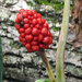 Jack-in-the-pulpit Berries Before Bark by rminer