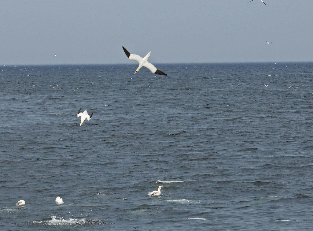 Gannets fishing.Where there are Gannets and seals there is Krill. by hellie