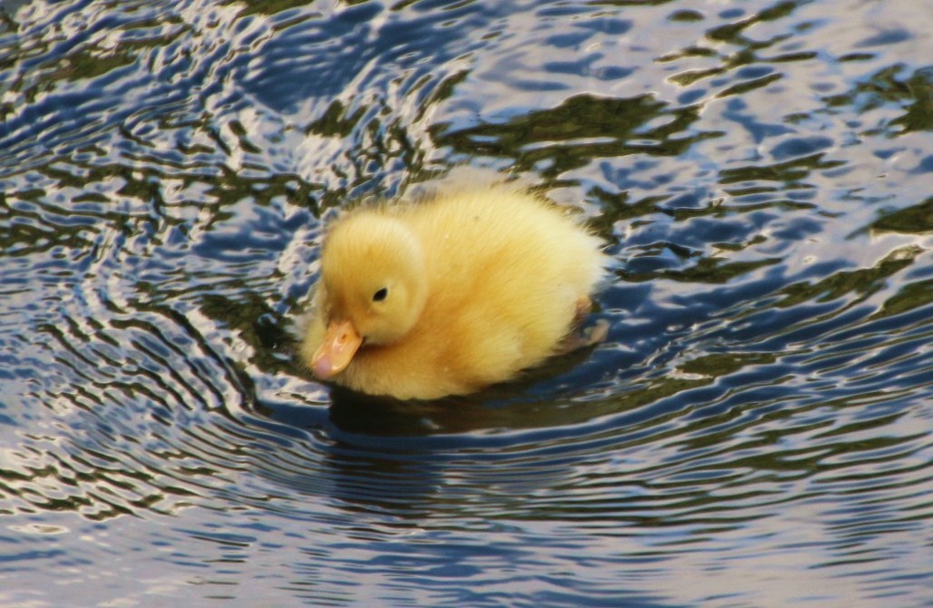 One Little Duck Went Swiming by oldjosh