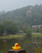 13th Sep 2015 - Yellow Duck at Sarawak Cultural Village DSC_9903