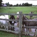 Donkeys on Film by davemockford