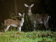 13th Sep 2015 - New Visitors to the Trail