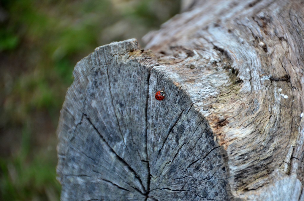 Ladybug by mariaostrowski