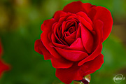 13th Sep 2015 - Red Rose