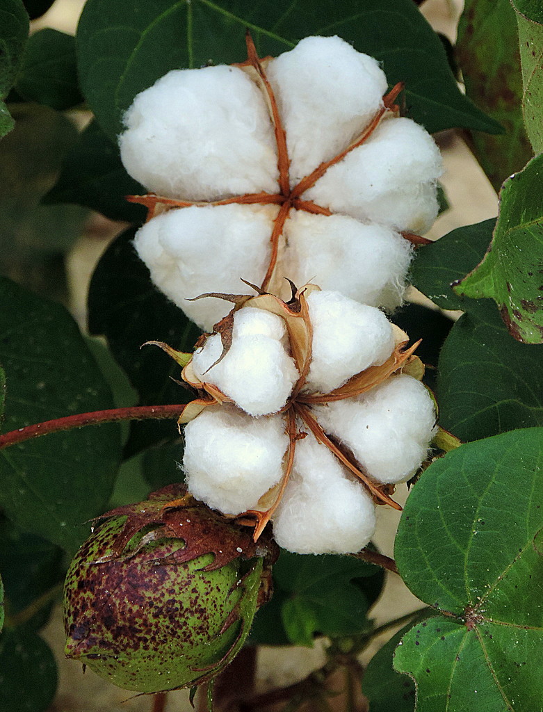 Cotton flowers and pods by homeschoolmom