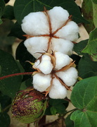 12th Sep 2015 - Cotton flowers and pods