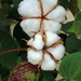 Cotton flowers and pods by homeschoolmom