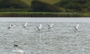 12th Aug 2015 -  More Swans at Abbotsbury