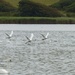  More Swans at Abbotsbury by susiemc