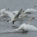   Even More Swans at Abbotsbury by susiemc