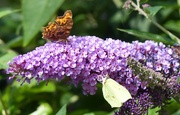 14th Aug 2015 - Butterflies on Buddleia