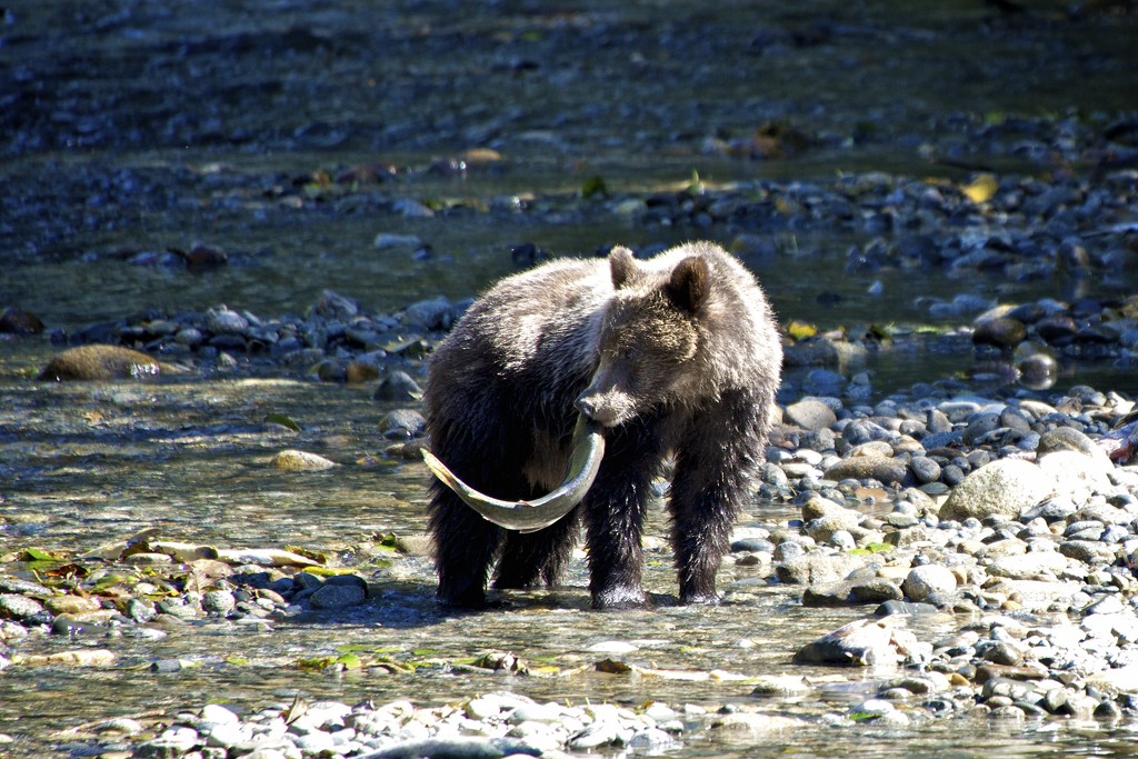 Grizzly Cub by kwind