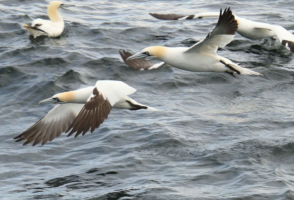 Northern Gannets by hellie