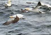 6th Sep 2015 - Northern Gannets