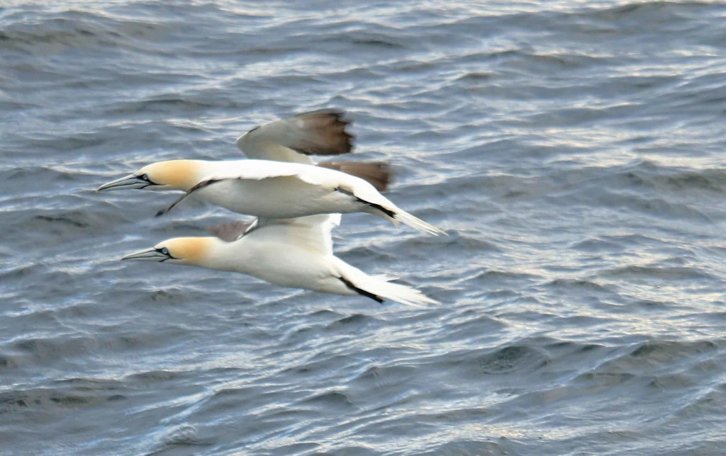 Northern Gannets by hellie