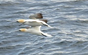 7th Sep 2015 - Northern Gannets