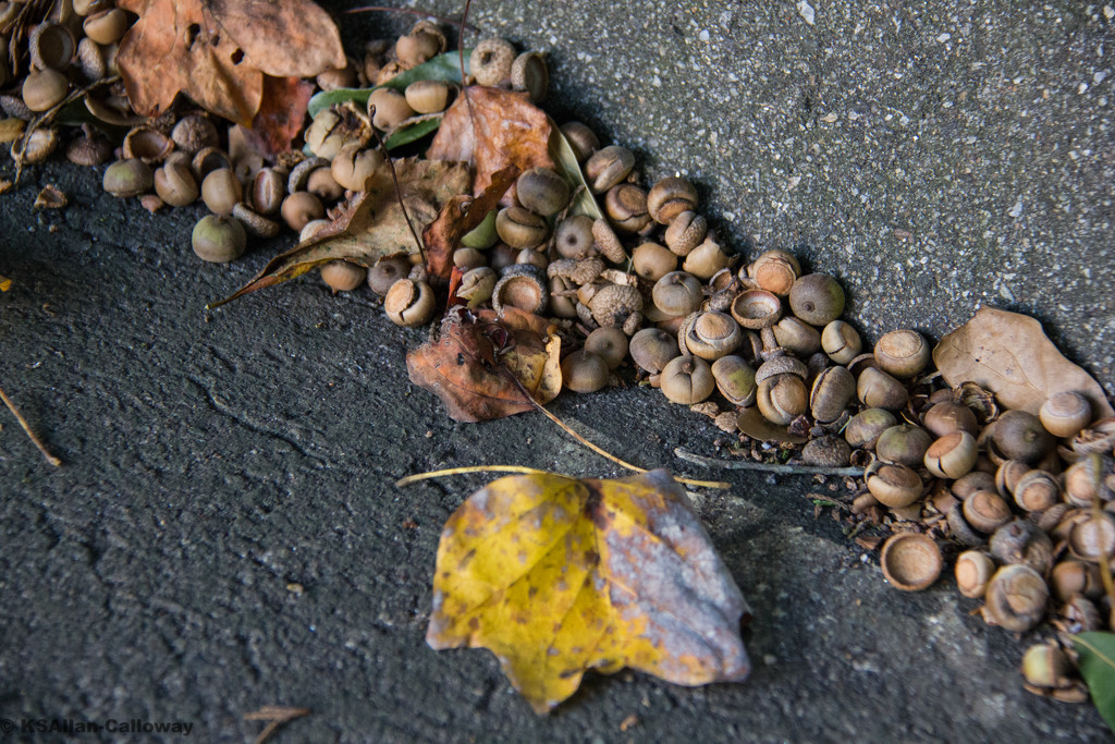 Acorns piled up with yellow leaf by randystreat