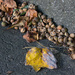 Acorns piled up with yellow leaf by randystreat