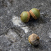 Acorns are falling by randystreat