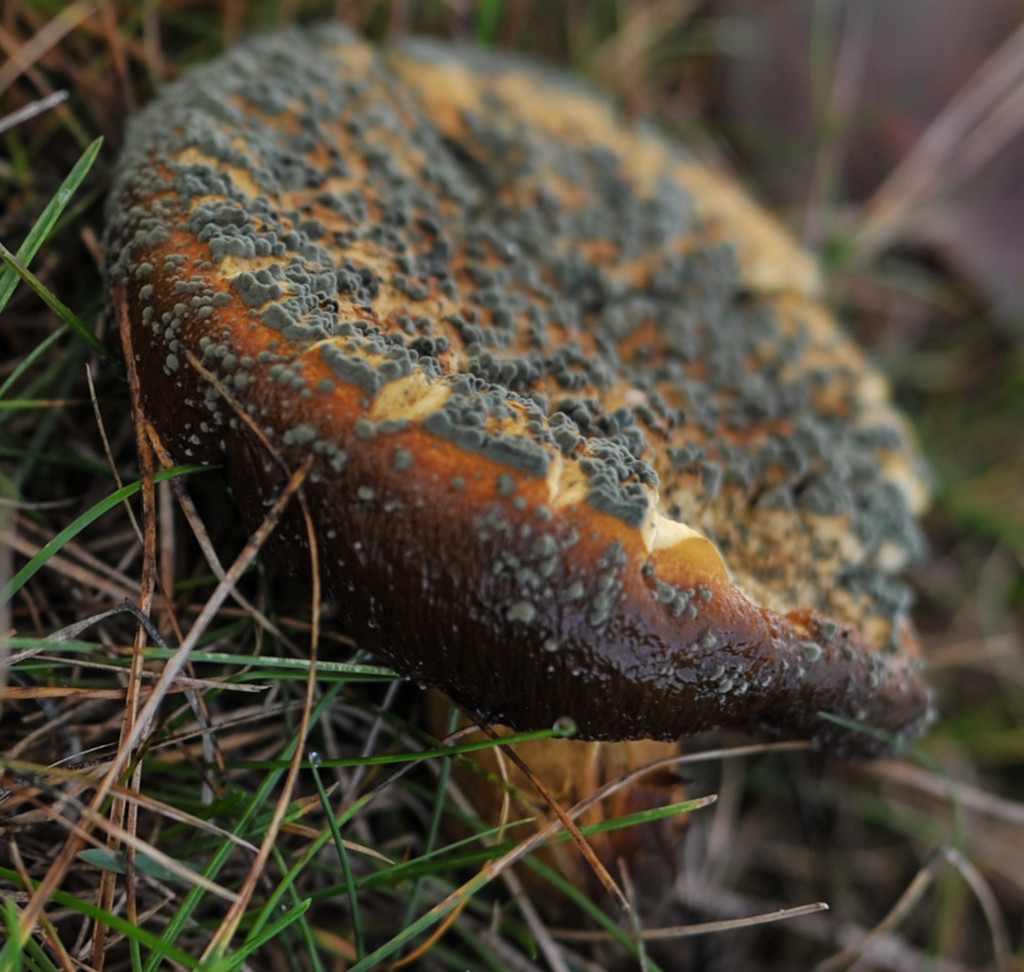 Mushroom Soufflé revisited again by loweygrace