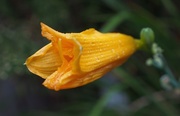 12th Sep 2015 - Last Day Lily