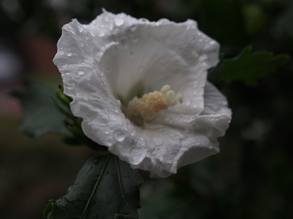 Rose of Sharon by selkie