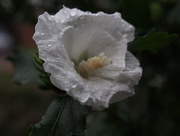 12th Sep 2015 - Rose of Sharon
