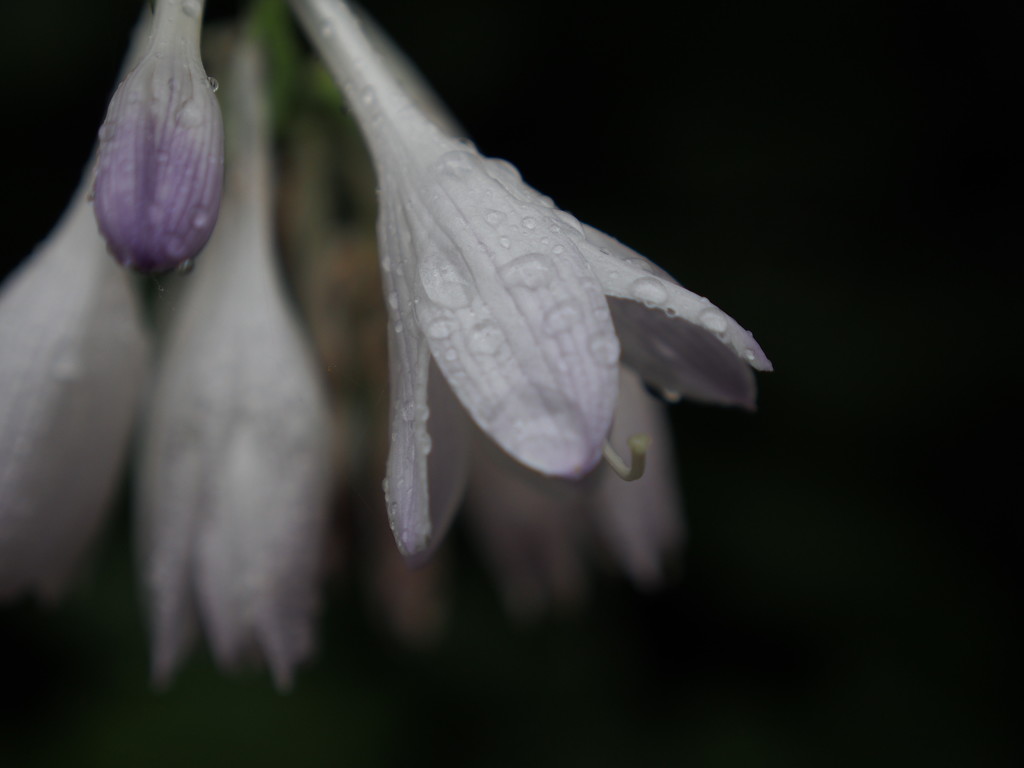 Raindrops on Hosta by selkie