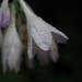 Raindrops on Hosta by selkie