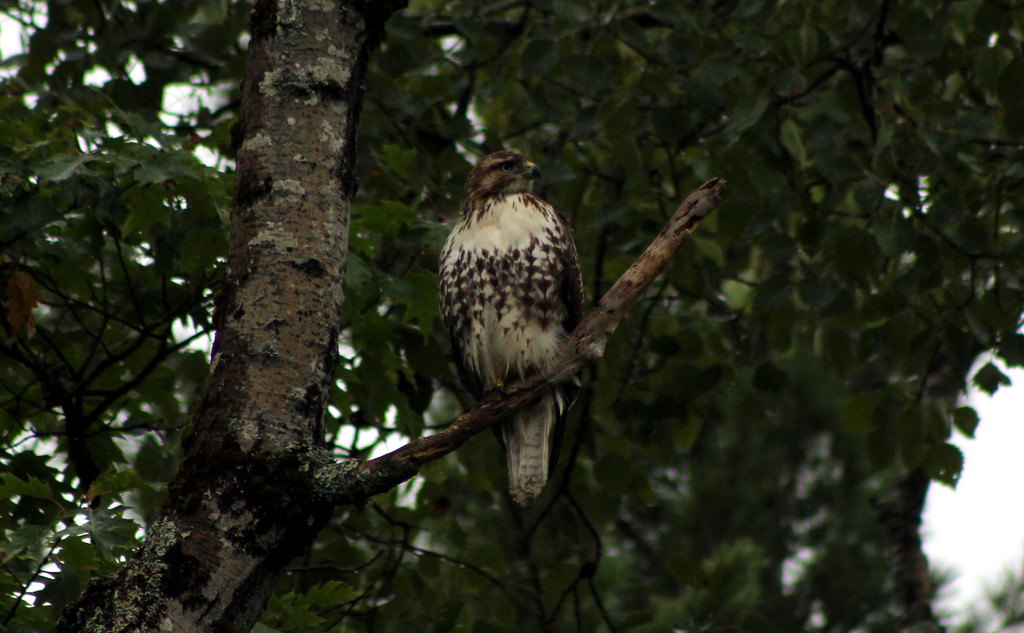 Watching My Backyard Like A Hawk, That He Is by paintdipper