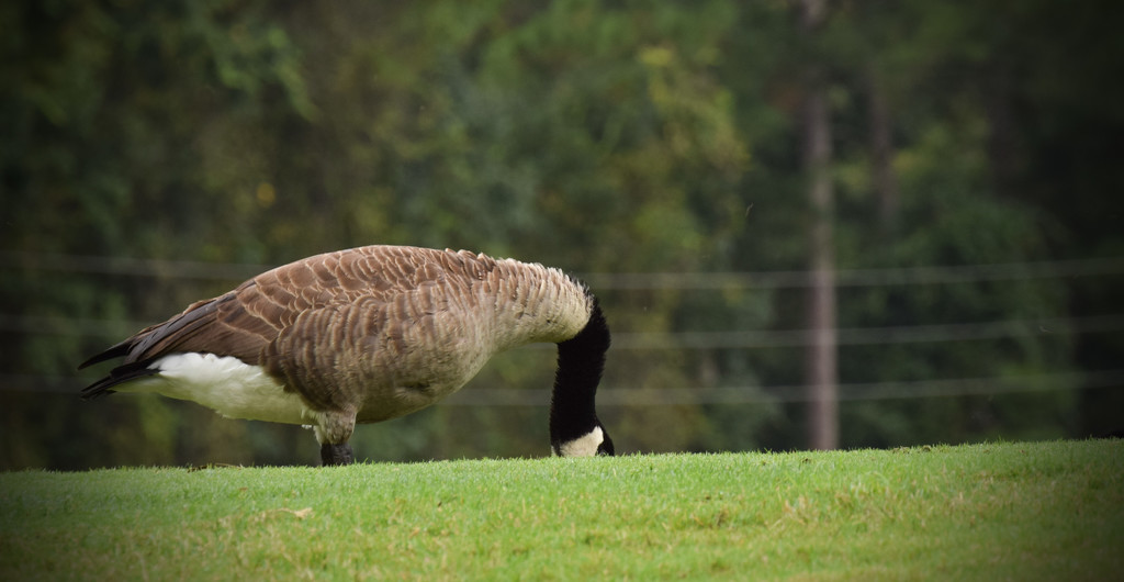 Goose or Ostrich by rickster549