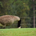 Goose or Ostrich by rickster549