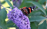 12th Sep 2015 - Red Admiral