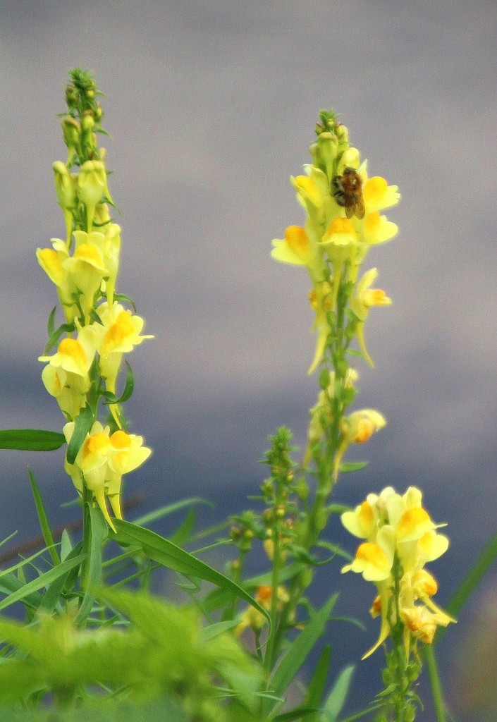 Yellow Toadflax  by oldjosh
