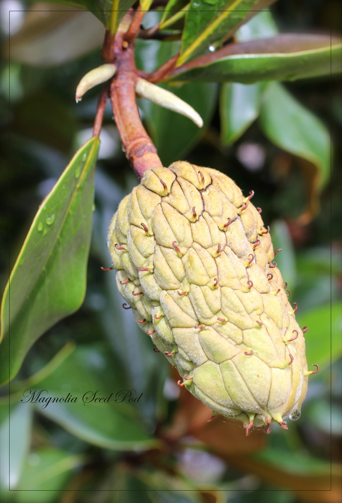 Magnolia Seed Pod by jamibann