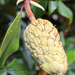 Magnolia Seed Pod by jamibann