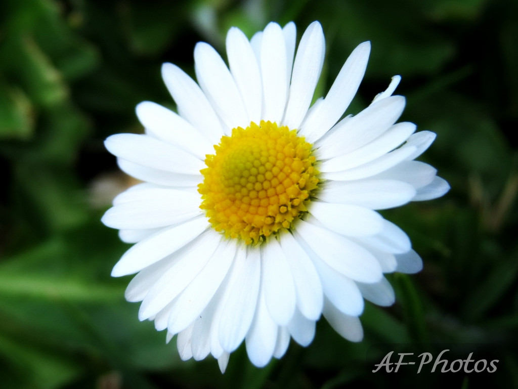 Daisy, Daisy by alia_801