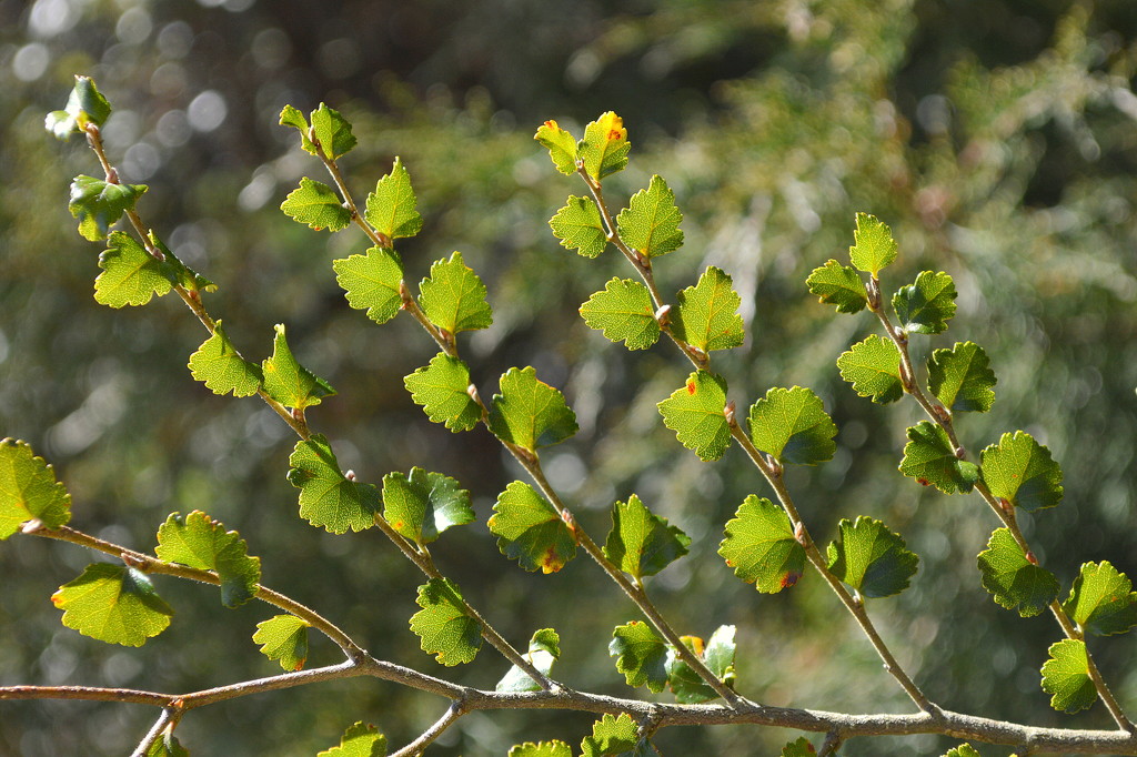 Sunlit Spring Leaves by nickspicsnz