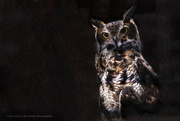13th Sep 2015 - Great horned owl