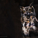 Great horned owl by mccarth1