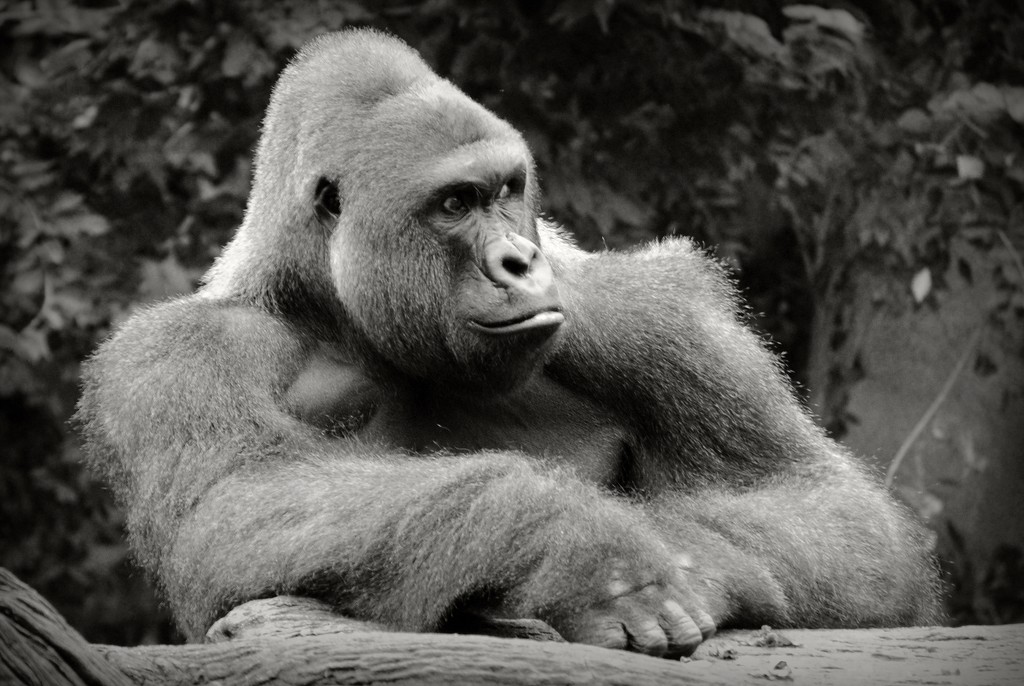 The Imposing Intensity of a Gorilla Gaze by alophoto