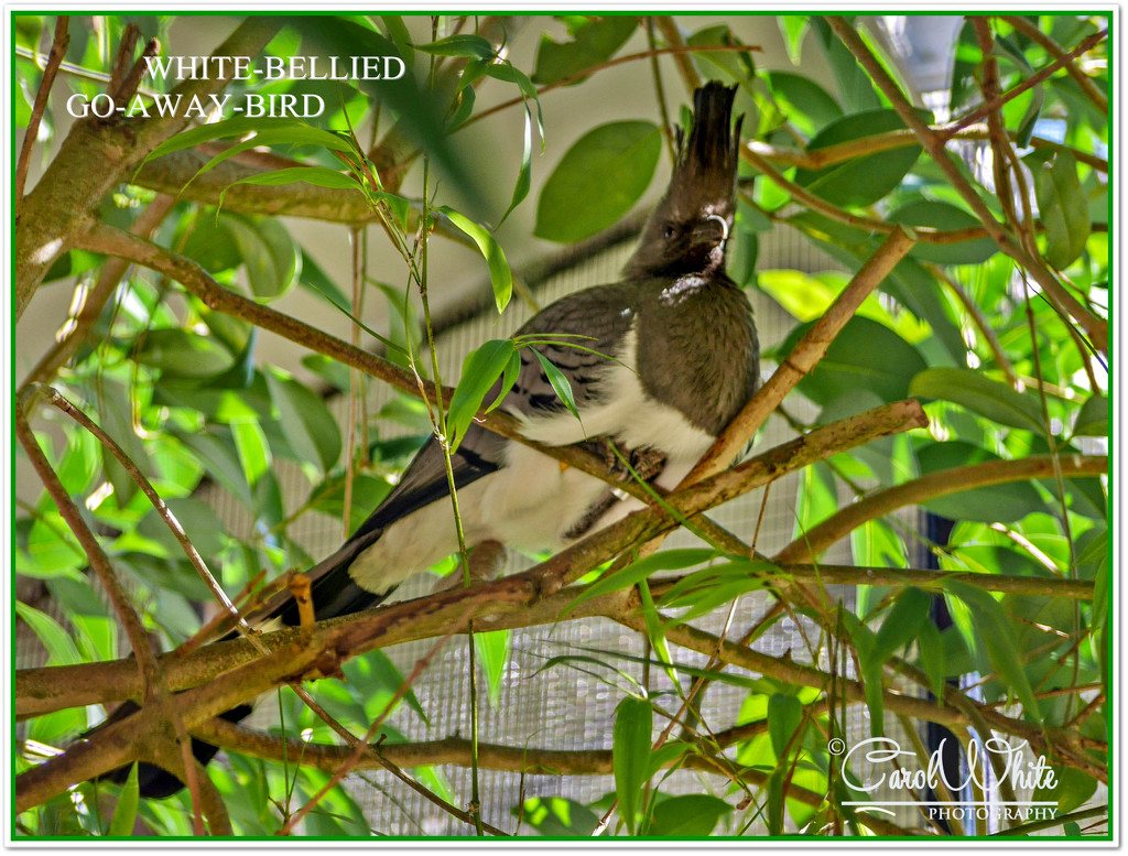 White-Bellied Go-Away-Bird. by carolmw