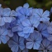 9 September 2015 Time to bring in my Plumbago which has been outside for the summer by lavenderhouse